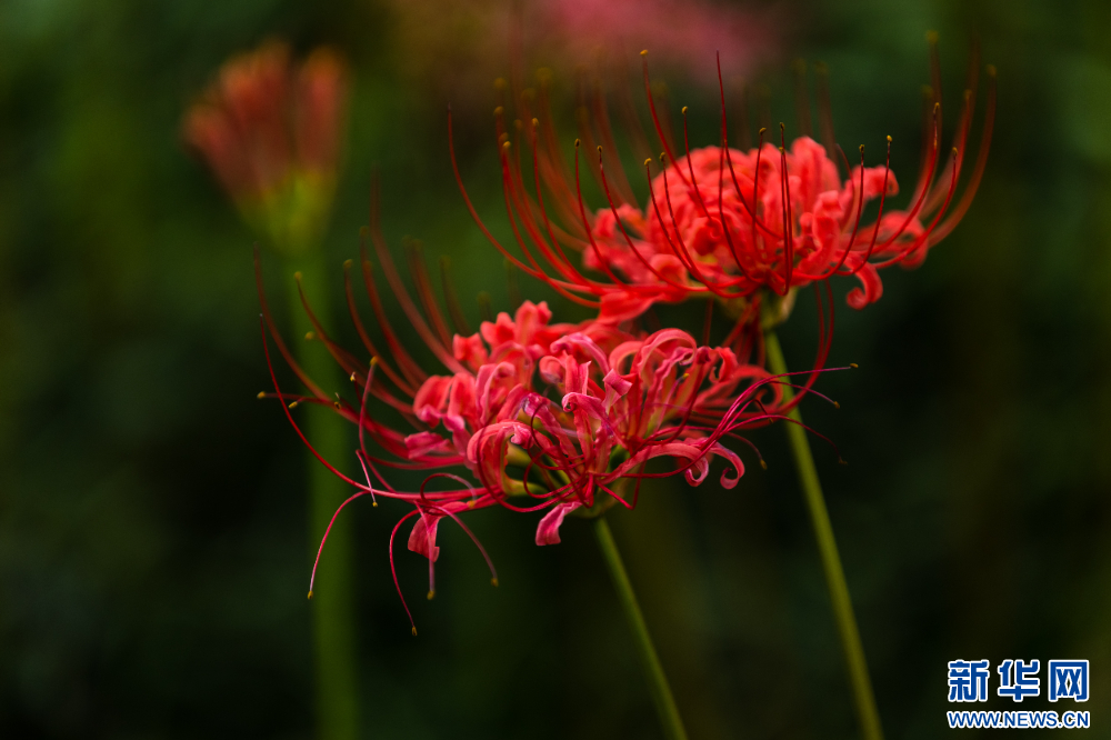 南京玄武湖：红花石蒜迎来盛花期