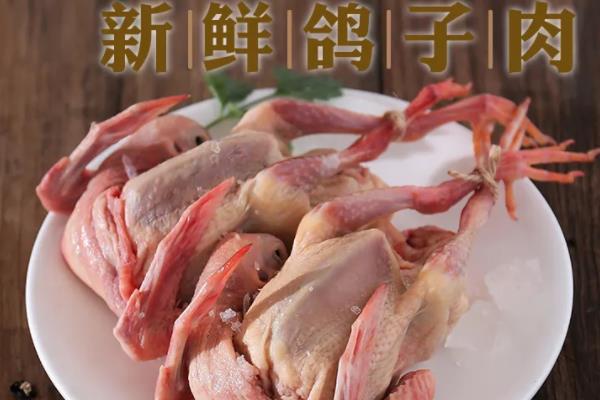 哪里批发肉鸽批发便宜