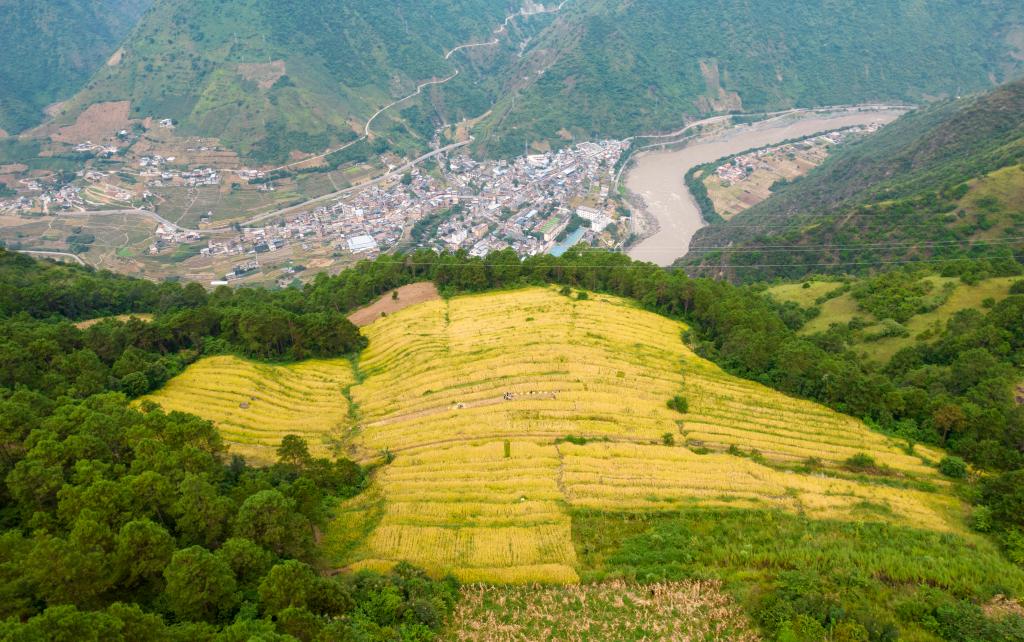 峡谷云端稻飘香